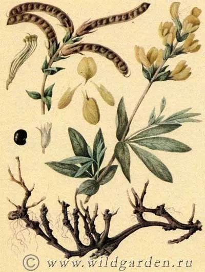 Термопсис ланцетний - п'яна трава - мишатнік - thermopsis lanceolata - лікарські рослини -