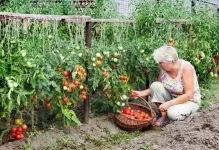 Томат яблонькаУкаіни відгуки та фото характеристика помідор, опис сорту і картинки (відгуки) Томат яблонькаУкаіни відгуки та фото характеристика помідор, опис сорту і картинки