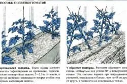 Томати сорти спрут, вирости сад!