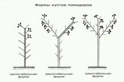 Томати сорти спрут, вирости сад!