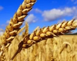 Тверда пшениця сорту, види, класність