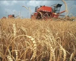 Тверда пшениця сорту, види, класність