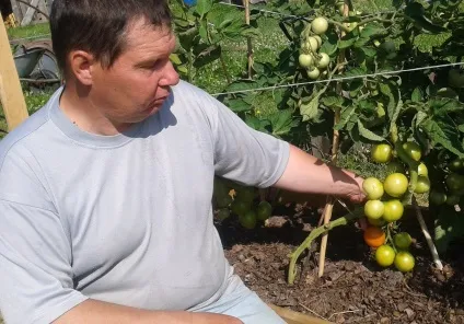 Томат яблонькаУкаіни відгуки та фото характеристика помідор, опис сорту і картинки (яблунька) Томат яблонькаУкаіни відгуки та фото характеристика помідор, опис сорту і картинки
