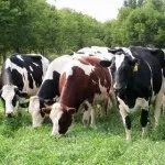 Догляд за свинями в домашніх умовах (умовах) Догляд за свинями в домашніх умовах