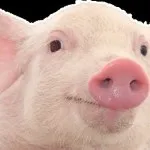 Догляд за свинями в домашніх умовах (свинями) Догляд за свинями в домашніх умовах
