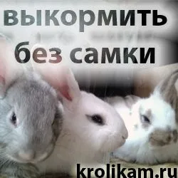 Померла самка, як вигодувати кроленят без кролиці (кролиця померла) Померла самка, як вигодувати кроленят без кролиці