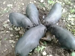 Догляд за свинями в домашніх умовах відео (свинями) Догляд за свинями в домашніх умовах відео
