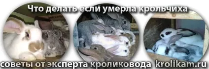Померла самка, як вигодувати кроленят без кролиці (вигодувати) Померла самка, як вигодувати кроленят без кролиці