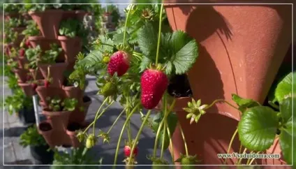 Догляд за полуницею після збору врожаю поради, сайт про сад, дачі і кімнатних рослинах (урожай) Догляд за полуницею після збору врожаю поради, сайт про сад, дачі і кімнатних рослинах
