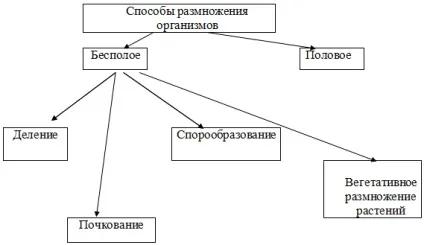 Урок безстатеве розмноження 9 клас (урок) Урок безстатеве розмноження 9 клас