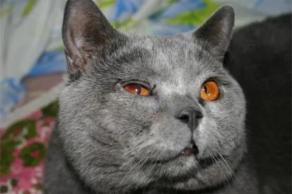 У кішки сльозяться очі (фото кішок) У кішки сльозяться очі