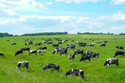 Вибір породи корів для розведення, тваринництво (розведення) Вибір породи корів для розведення, тваринництво