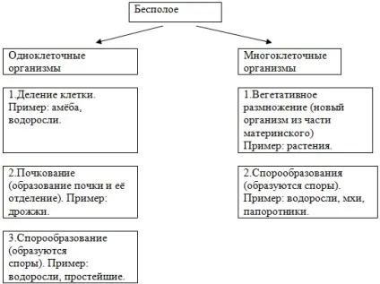 Урок безстатеве розмноження 9 клас (урок) Урок безстатеве розмноження 9 клас
