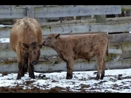 Вибір породи корів для розведення, тваринництво (Галловейская порода корів) Вибір породи корів для розведення, тваринництво