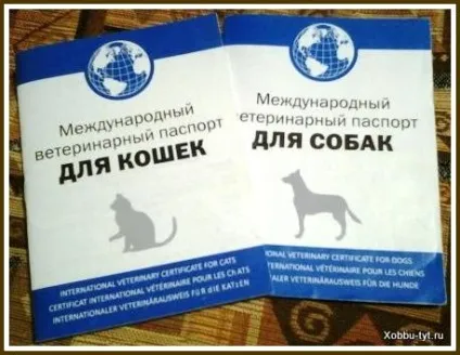 Догляд за кішками і собаками
