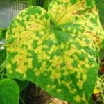 Все про огірки клавдия f1 - опис сорту, посадка, догляд та інші нюанси фото (сорти) Все про огірки клавдия f1 - опис сорту, посадка, догляд та інші нюанси фото