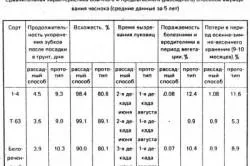 Вирощування часнику і цибулі агротехніка (Агротехніка вирощування часнику) Вирощування часнику і цибулі агротехніка