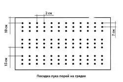 Вирощування часнику і цибулі агротехніка (лука) Вирощування часнику і цибулі агротехніка