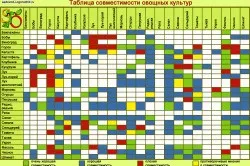 Вирощування часнику і цибулі агротехніка (вирощування) Вирощування часнику і цибулі агротехніка