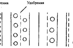 Вирощування часнику і цибулі агротехніка (часнику) Вирощування часнику і цибулі агротехніка