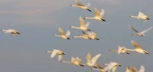 Характеристика лебедя перелітний птах чи ні, куди відлітають лебеді взимку (лебеді) Характеристика лебедя перелітний птах чи ні, куди відлітають лебеді взимку