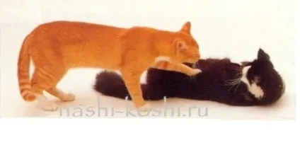 В'язка кішок - фото, все про кішок () В'язка кішок - фото, все про кішок