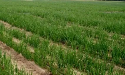 Вирощування часнику і цибулі агротехніка (посадки ріпчастої цибулі) Вирощування часнику і цибулі агротехніка