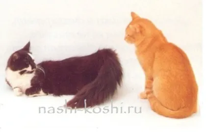 В'язка кішок - фото, все про кішок () В'язка кішок - фото, все про кішок