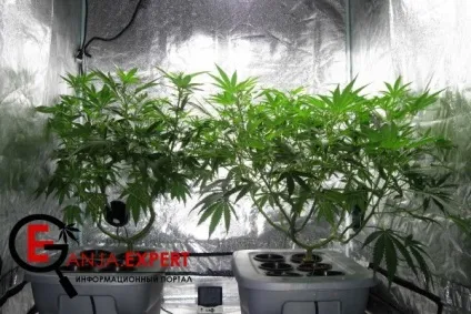 Вирощування конопель в індаур (indoor), основні поняття і правила - все про коноплі, вирощуванні, (indoor) Вирощування конопель в індаур (indoor), основні поняття і правила - все про коноплі, вирощуванні,