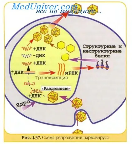 вірусні антигени