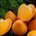 Загартовування розсади помідорів у домашніх умовах на балконі при якій температурі