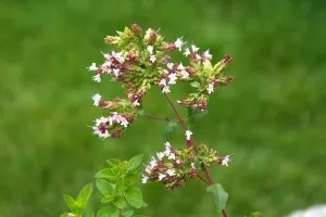 Заготівля материнки коли збирати і як сушити материнку (материнки) Заготівля материнки коли збирати і як сушити материнку