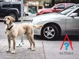 Заповідальне покладання - що це таке, зразок документа (заповідальне) Заповідальне покладання - що це таке, зразок документа