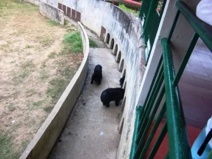 Заповідник, водоспад і гарячі джерела Янг бий в Нячанге (В'єтнам) фото, карта і відео (Янг бий фото) Заповідник, водоспад і гарячі джерела Янг бий в Нячанге (В'єтнам) фото, карта і відео