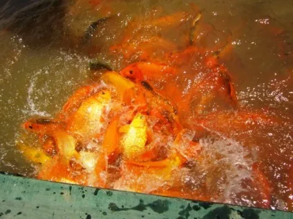 Заповідник, водоспад і гарячі джерела Янг бий в Нячанге (В'єтнам) фото, карта і відео (Янг бий карта) Заповідник, водоспад і гарячі джерела Янг бий в Нячанге (В'єтнам) фото, карта і відео