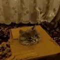 Моторошно милі і смішні кішки на склі (кішки) Моторошно милі і смішні кішки на склі
