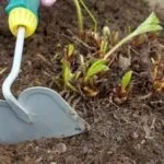 Суниця садова догляд після збору врожаю і підгодівля (садовий) Суниця садова догляд після збору врожаю і підгодівля