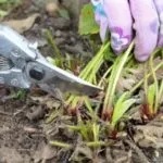 Суниця садова догляд після збору врожаю і підгодівля (після) Суниця садова догляд після збору врожаю і підгодівля