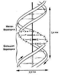 Живі системи, органічні речовини клітини (біополімери мономерами яких є) Живі системи, органічні речовини клітини