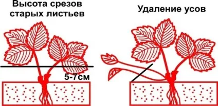 Суниця садова догляд після збору врожаю і підгодівля (суниця) Суниця садова догляд після збору врожаю і підгодівля