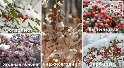 10 Перевірених способів прикрасити сад взимку, дизайн ділянки () (сад взимку фото) 10 Перевірених способів прикрасити сад взимку, дизайн ділянки ()
