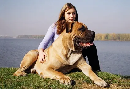 10 Самих великих порід собак, автограф