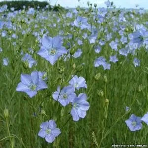 4 Року яке весілля, річниця весілля 4 роки як називається (яка) 4 Року яке весілля, річниця весілля 4 роки як називається