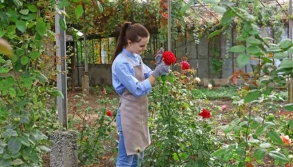 4 Причини чому можуть почорніти троянди, квітник