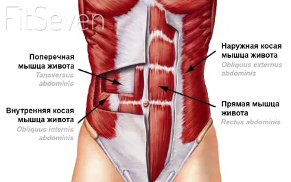 7 Кращих вправ на бічній прес і косі м'язи живота (бічний) 7 Кращих вправ на бічній прес і косі м'язи живота
