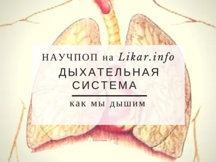 9 Способів поліпшити дихальну систему (поліпшити) 9 Способів поліпшити дихальну систему