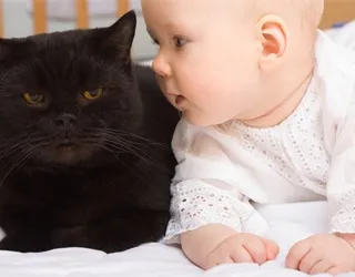 Алергія на кішок у вона проявляється, ru-babyhealth (алергія) Алергія на кішок у вона проявляється, ru-babyhealth