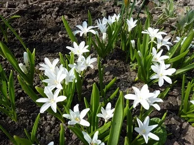 Альпійські рослини фото альпійських квітів і їх назви, субальпійські та альпійські рослини луки (альпійських) Альпійські рослини фото альпійських квітів і їх назви, субальпійські та альпійські рослини луки
