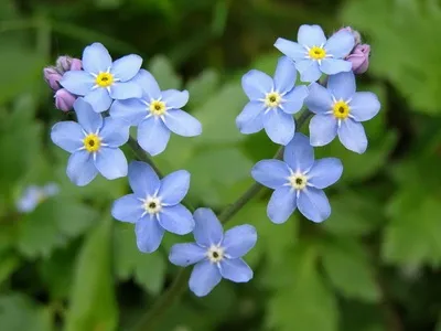Альпійські рослини фото альпійських квітів і їх назви, субальпійські та альпійські рослини луки (альпійські) Альпійські рослини фото альпійських квітів і їх назви, субальпійські та альпійські рослини луки