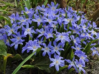 Альпійські рослини фото альпійських квітів і їх назви, субальпійські та альпійські рослини луки (рослини) Альпійські рослини фото альпійських квітів і їх назви, субальпійські та альпійські рослини луки